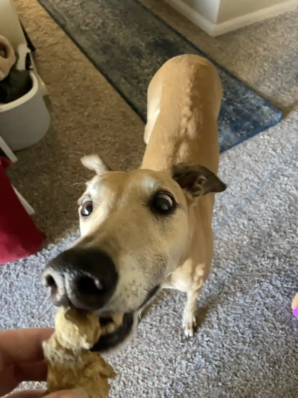 A light brown dog with large, pleading eyes looks up at the camera while holding a treat in its mouth, as a human hand…