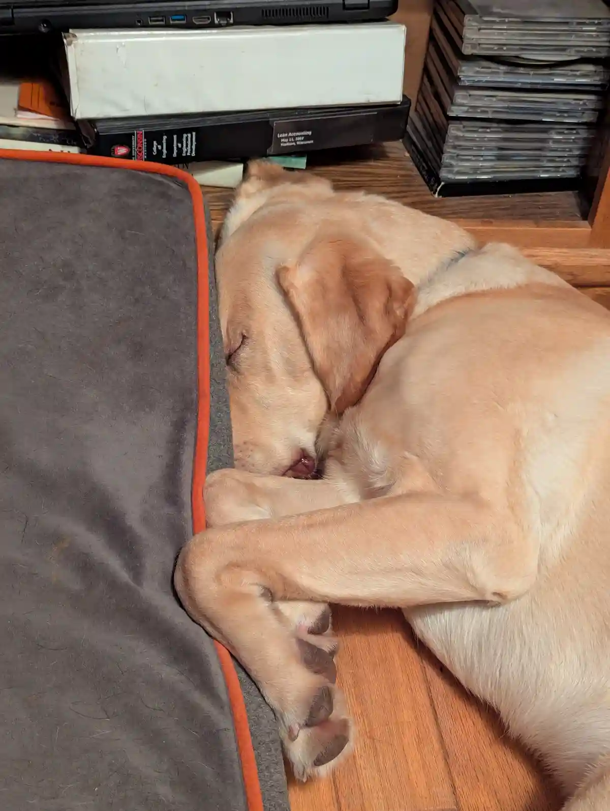 A light-colored Labrador dog is curled up and sleeping soundly on a wooden floor next to a gray pet bed with an orange trim…