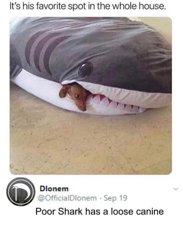 A small brown dog is peeking out from the open mouth of a large, grey shark-shaped plush pillow. The text above the image…