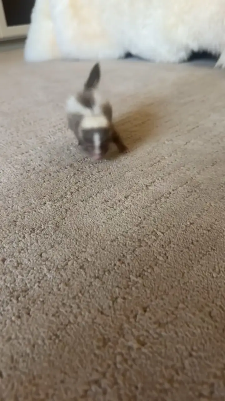 A small ferret with a white stripe down its face and dark fur is captured mid-motion, running directly toward the camera…