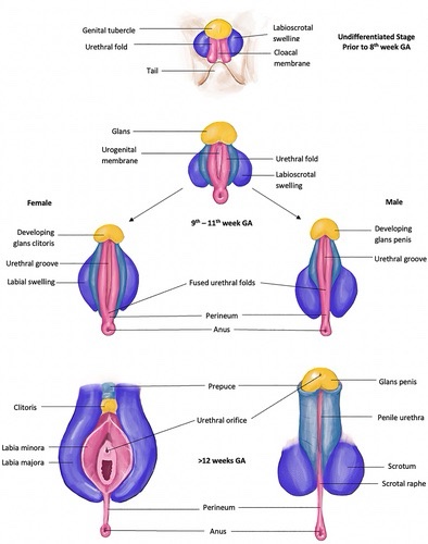 The Fascinating Journey of Genital Development