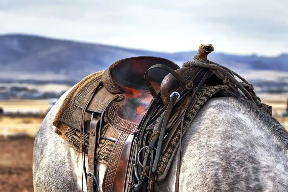 A close-up photo shows the back of a dappled gray horse wearing a detailed, worn leather Western saddle with intricate…