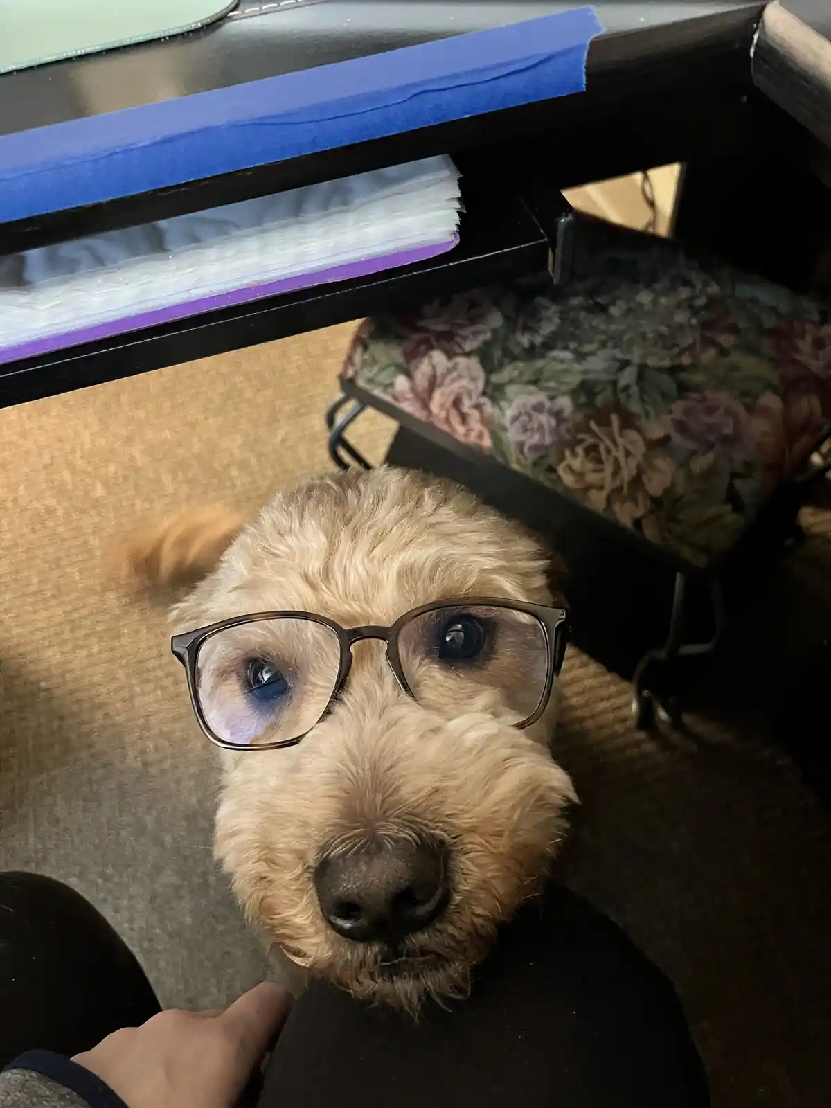 A light-colored, fluffy dog with a serious expression wears oversized human-style glasses while looking up at the camera…