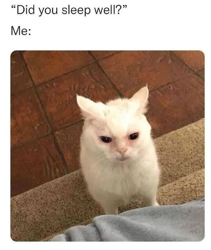 A white cat with a grumpy, unimpressed expression stares forward, standing on a carpeted step next to a person's leg. The…