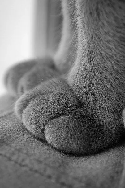 A black-and-white close-up photograph of a cat's paw resting on a textured surface, with soft fur and visible toes. Overlaid…
