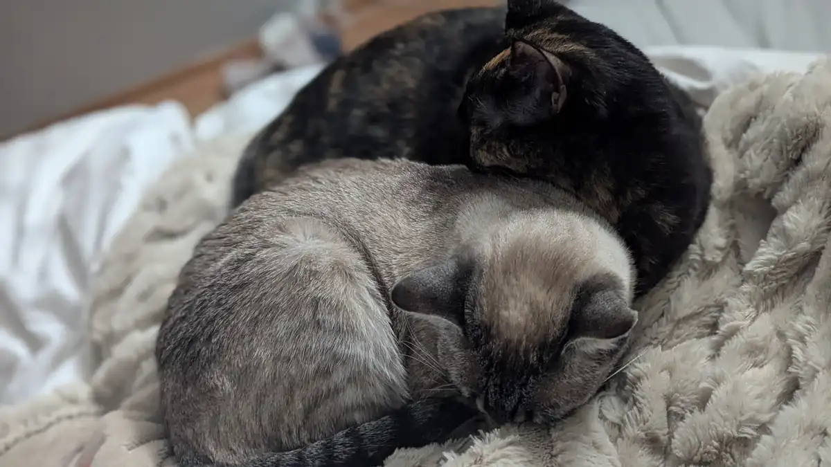 Two cats are curled up together on a fluffy blanket, one dark tortoiseshell cat is resting its head on the back of a lighter…