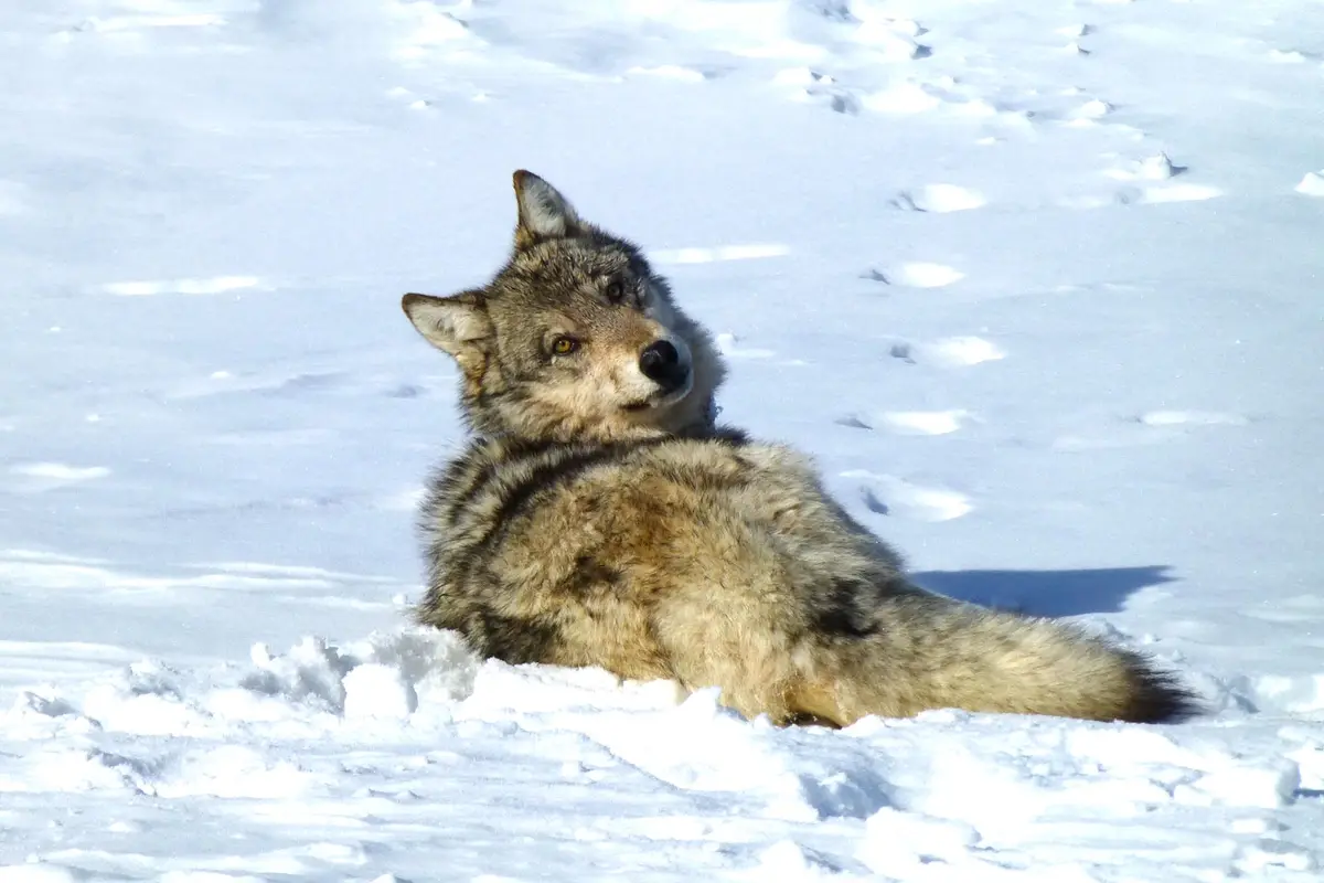 A gray wolf is lying down in a snowy field, looking relaxed and slightly smug. The overlaid text reads 'i'm not lazy, i'm in…