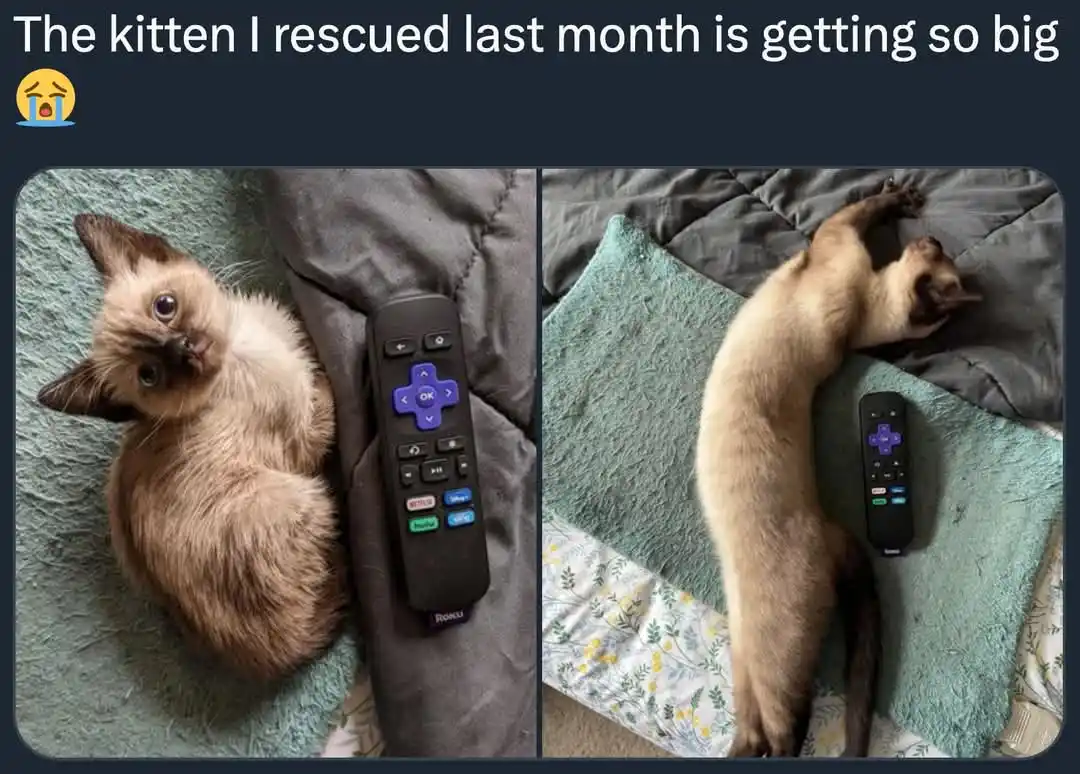 Two side-by-side photos show a Siamese kitten's growth: left, a tiny kitten next to a Roku remote; right, the same cat now…
