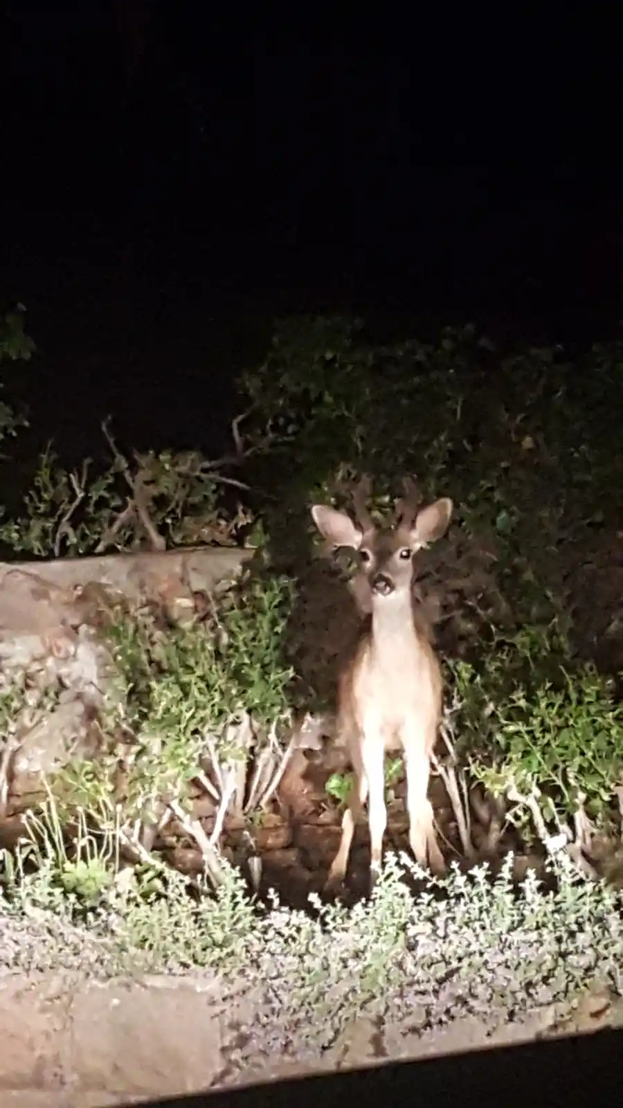 A deer stands alert and facing forward in a nighttime setting, illuminated by a bright light source, likely from a vehicle's…