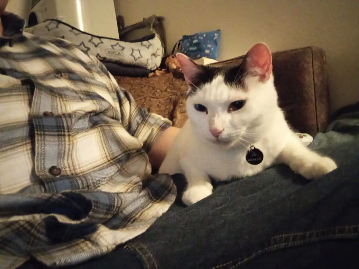 A white and black cat with a collar tag reading 'i'm not a cat, i'm an indoor cat' sits on a person's lap, looking directly…