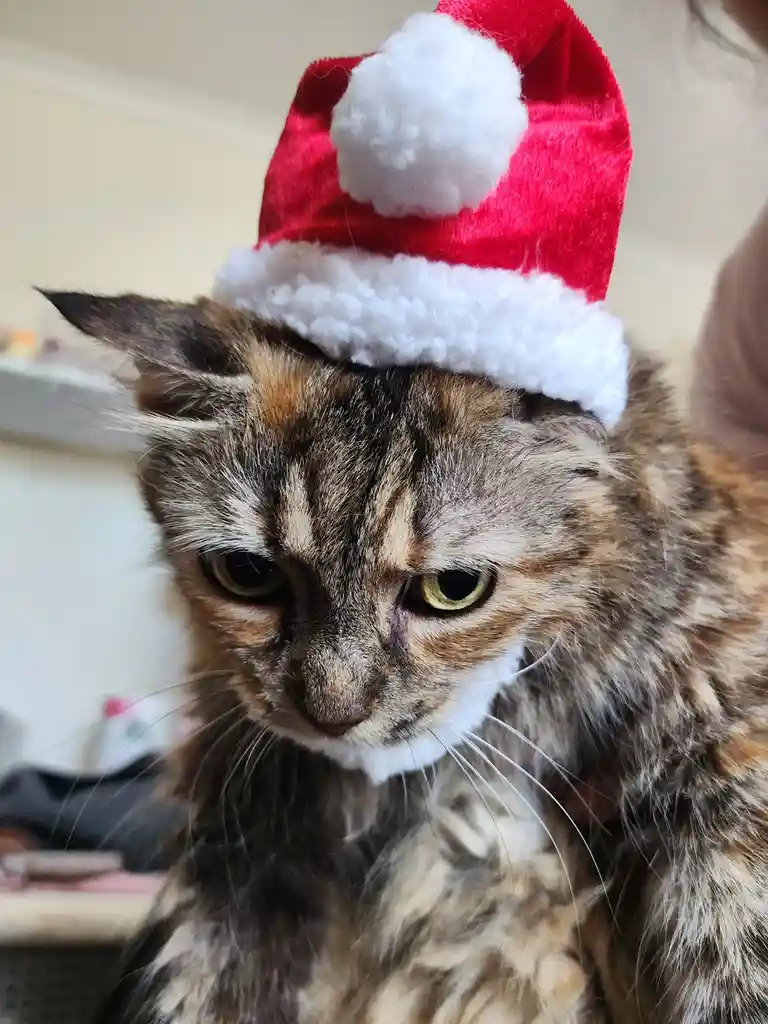 A close-up photo of a long-haired tortoiseshell cat with a grumpy, unimpressed expression, wearing a red and white Santa…