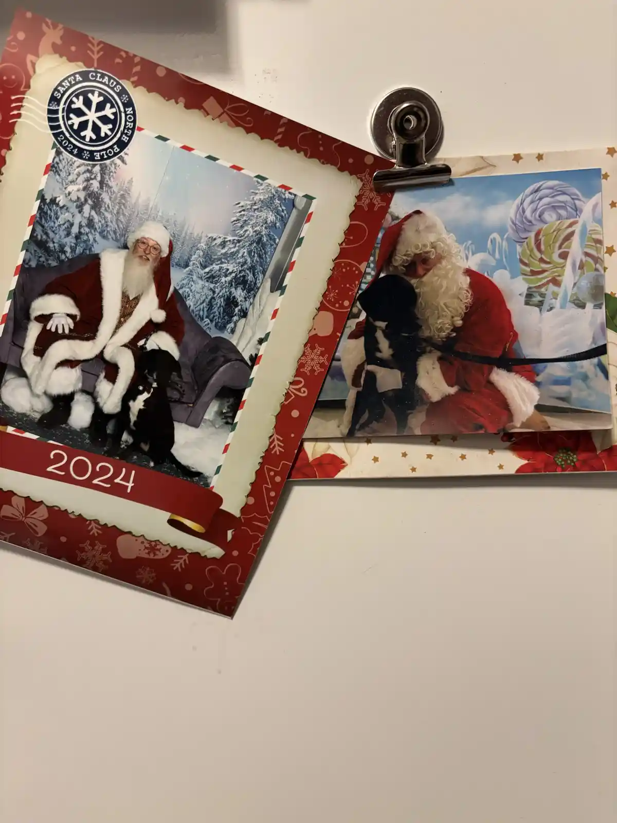 Two Christmas-themed photos of a person in a Santa Claus costume posing with a small black-and-white dog are clipped…