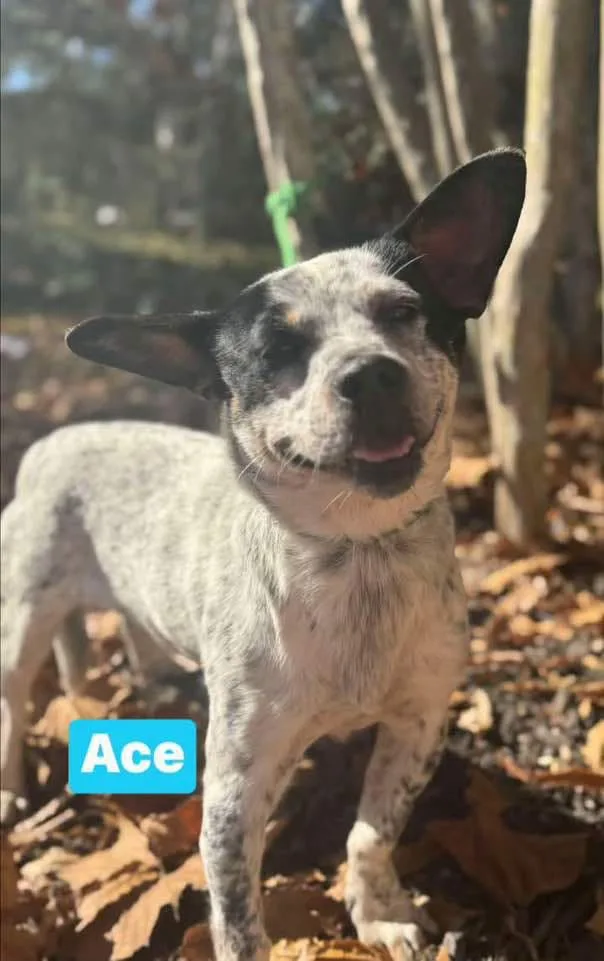 A blue heeler dog with black and white speckled fur stands in a wooded area covered in fallen leaves, looking up with its…