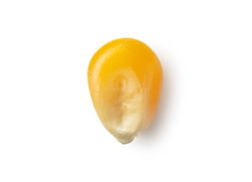 A single yellow corn kernel photographed against a plain white background, with a faint, ambiguous facial-like pattern…