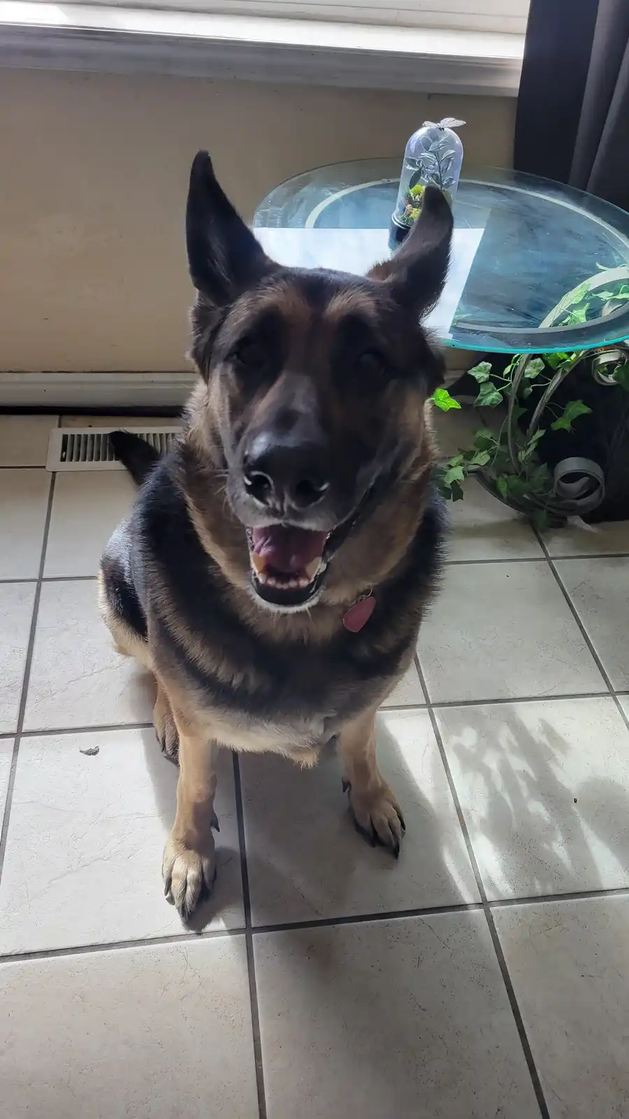 A German Shepherd dog sits on a tiled floor looking up with its mouth open, appearing to smile. Behind it is a glass table…