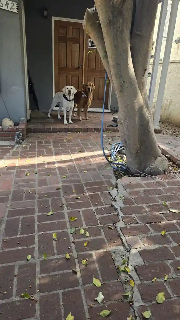 Two dogs, a white Labrador and a golden retriever, stand on a brick walkway in front of a house door, looking alert…
