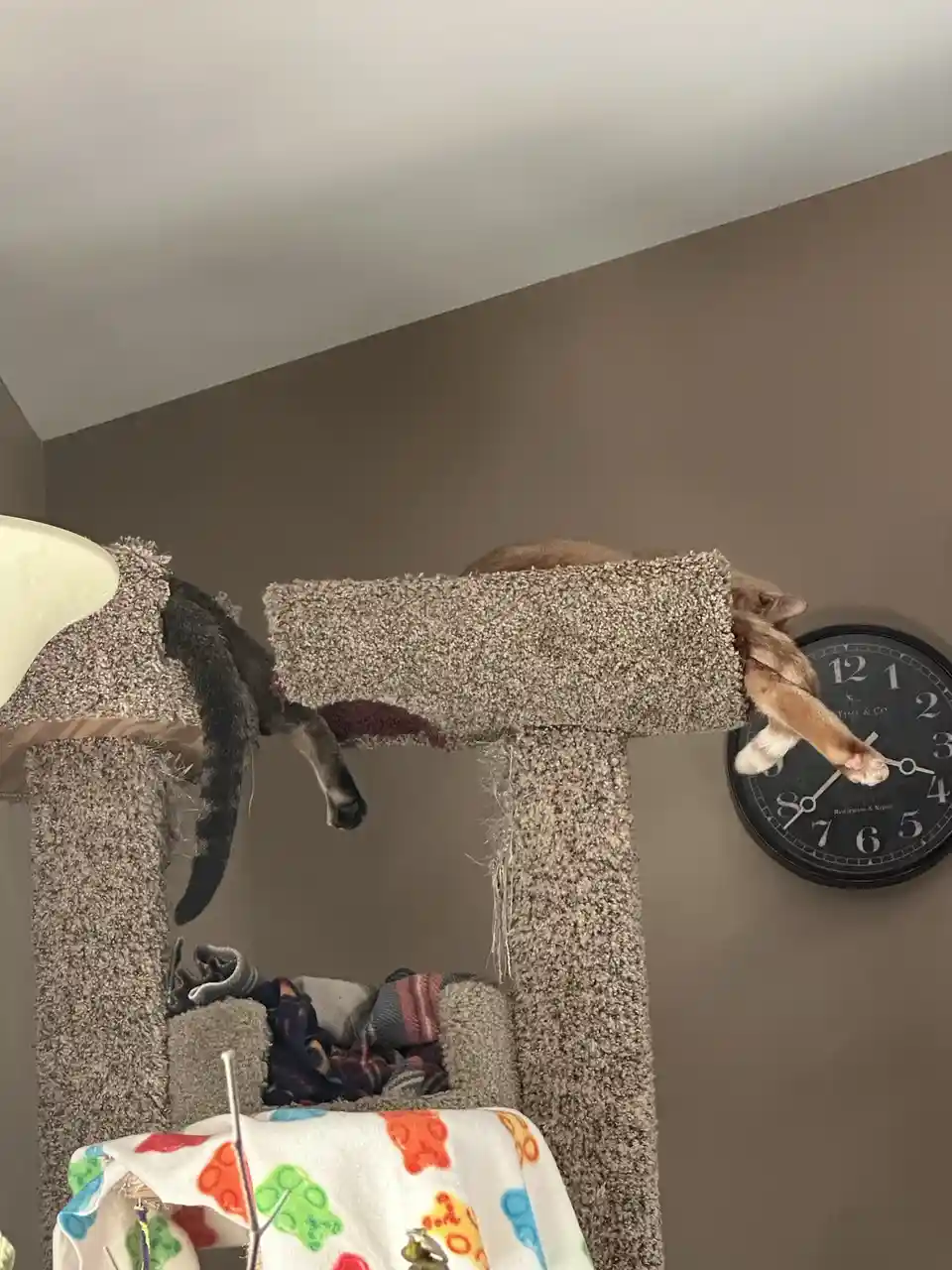 Two cats are stretched out horizontally across a carpeted cat tree, appearing to be in a state of suspended animation. One…