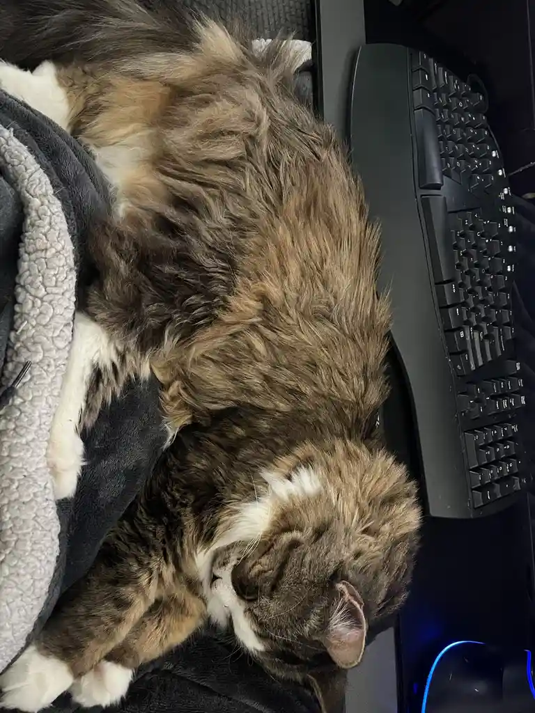 A fluffy brown and white cat is curled up asleep on a dark gray fleece blanket next to a black computer keyboard, its head…