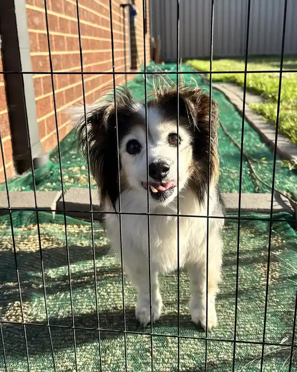 A small, fluffy dog with white and brown fur stands behind a black wire fence, looking directly at the camera with its mouth…
