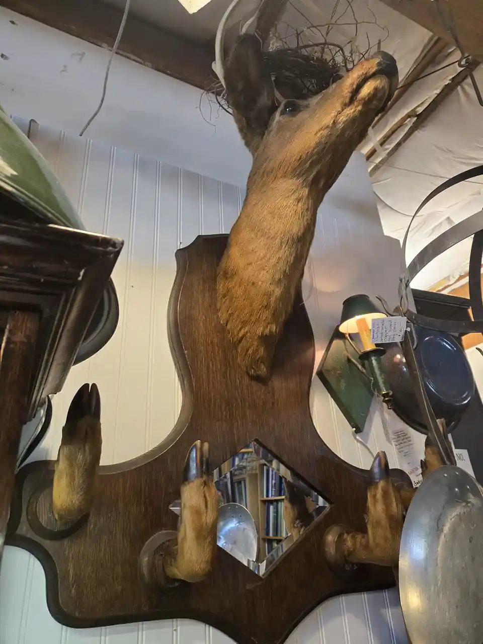 A taxidermied deer head is mounted on a dark wooden plaque, its head tilted upward with antlers and a nest-like structure on…
