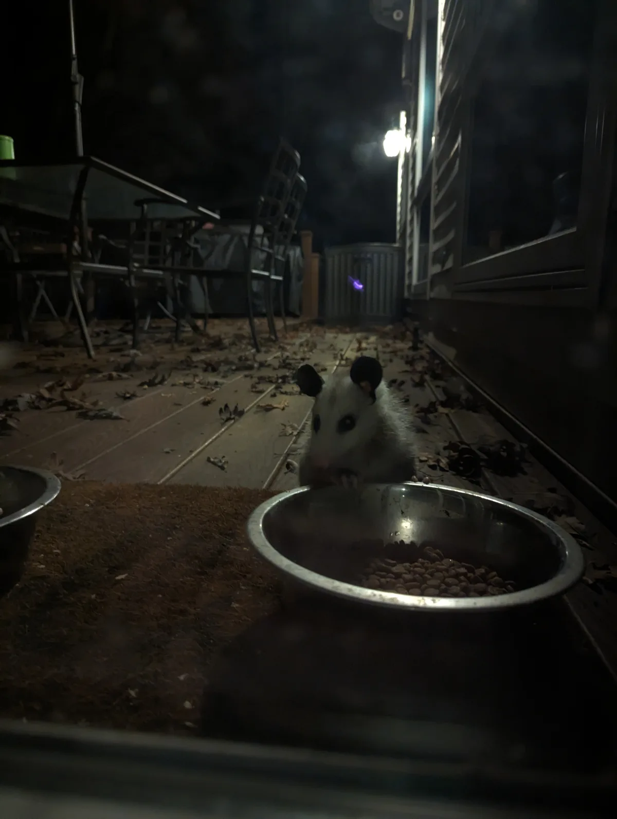 A close-up nighttime photo shows a white opossum with black ears and eyes, standing on a wooden deck and eating from a metal…
