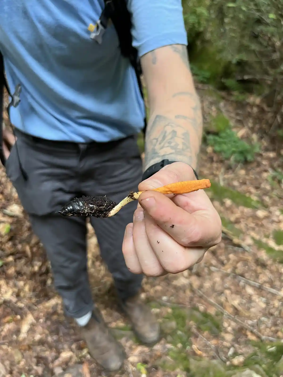 A person in a blue shirt and dark pants stands in a forest, holding a small, orange-tipped fungus with a dark, soil-covered…