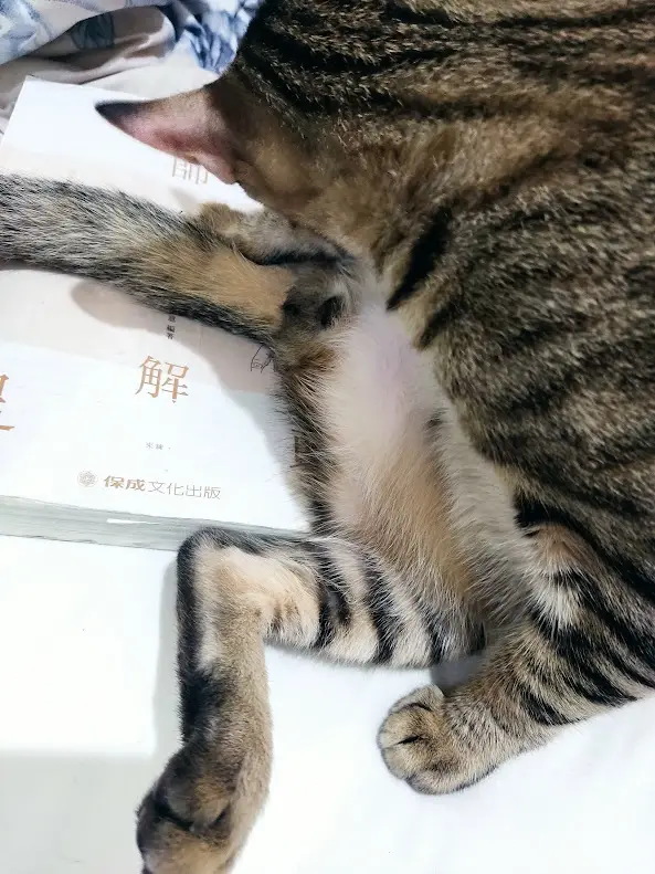 Adorable Feline Antics