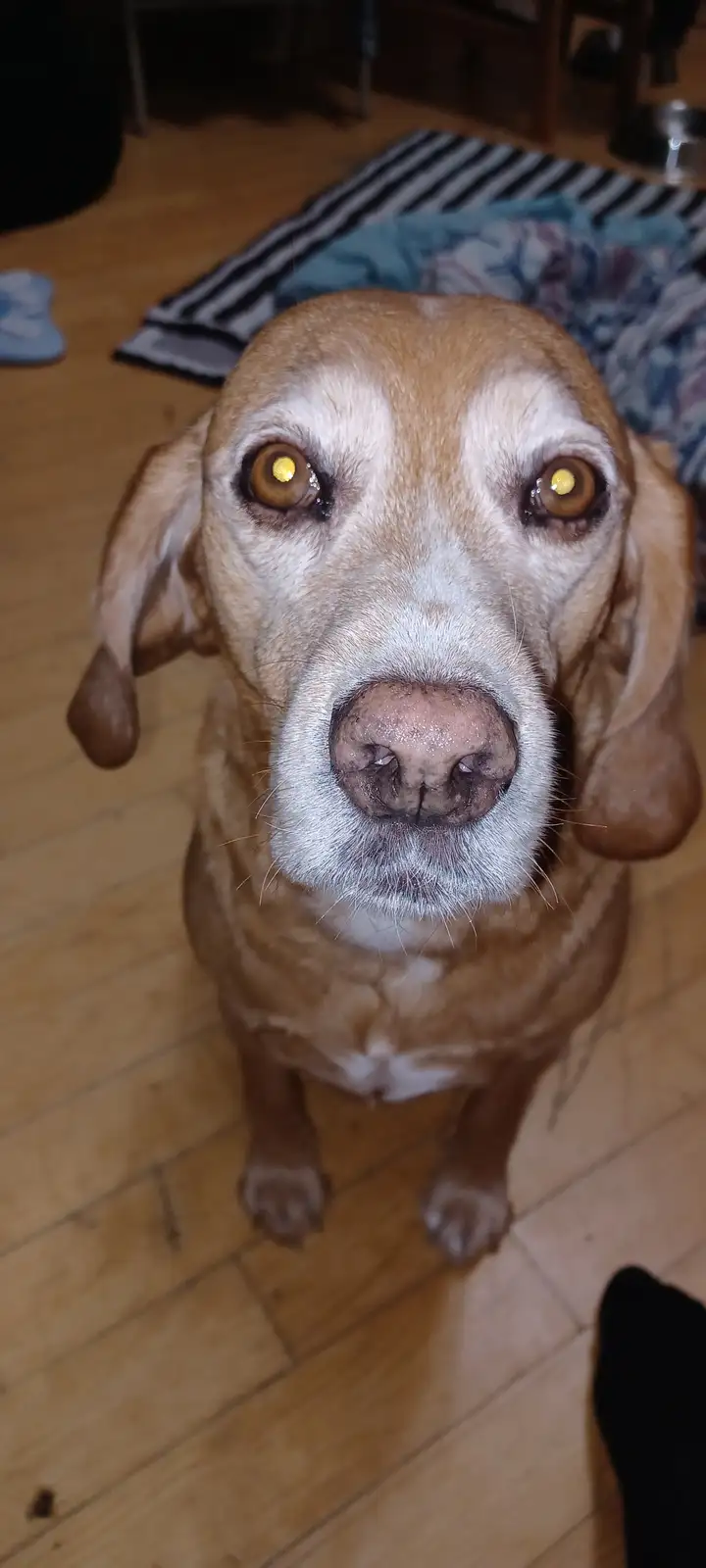 A close-up photo of a brown and white dog looking directly at the camera with wide, glowing eyes, sitting on a wooden floor…