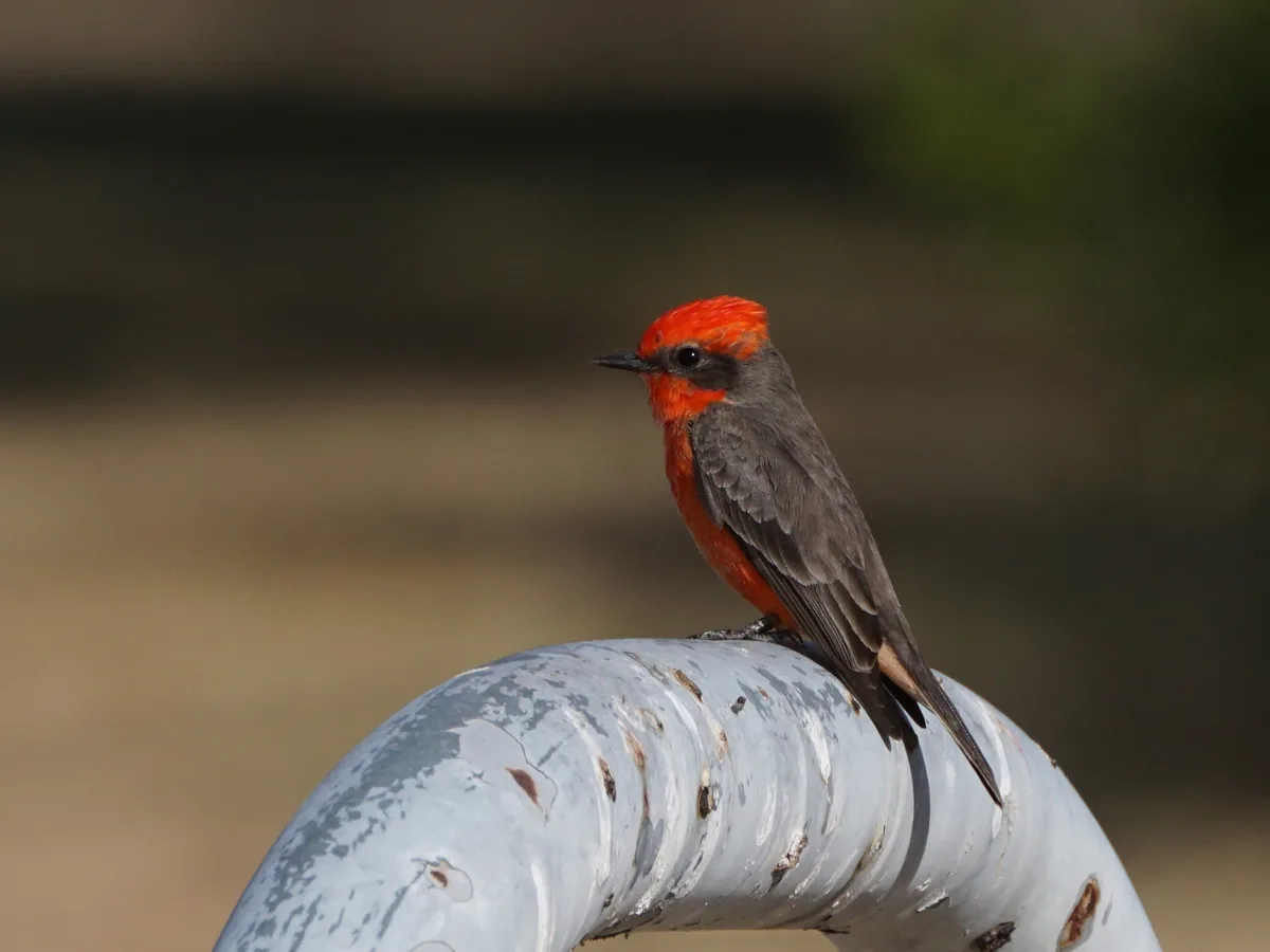 A small bird with a bright red head and chest, and gray wings, perches on a weathered, light-blue painted metal pipe. The…