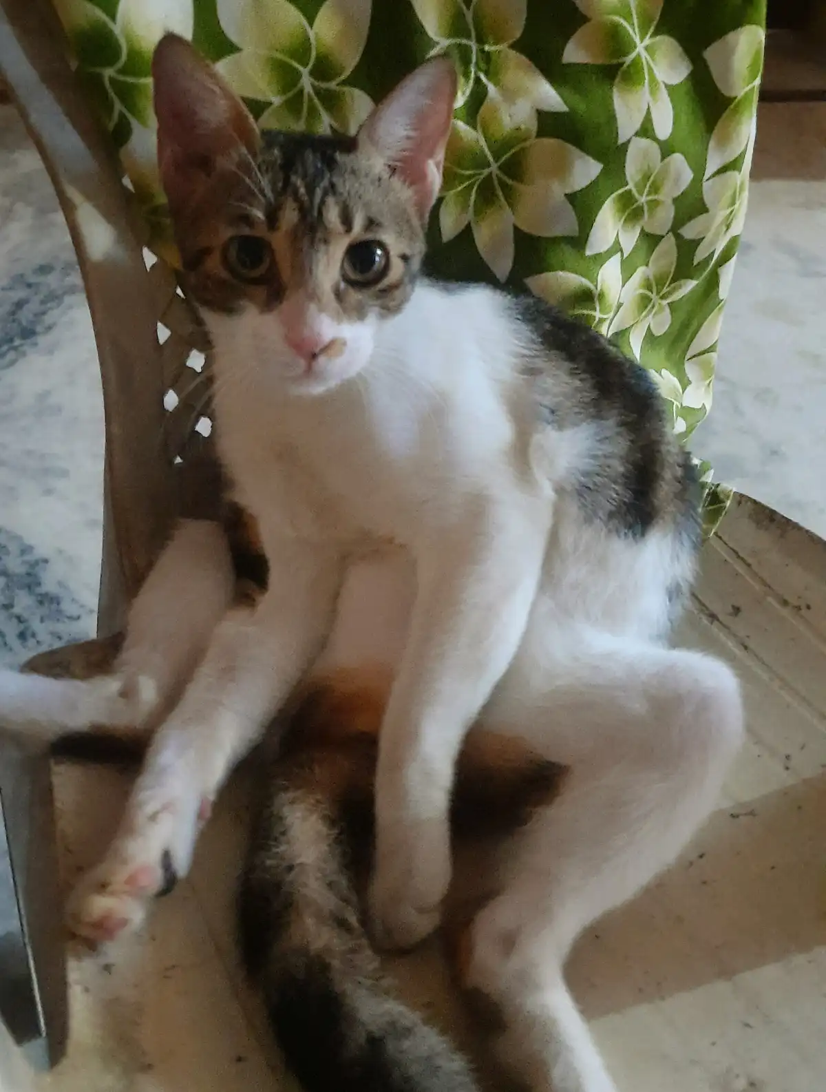 My Cat's Quirky Sitting Positions