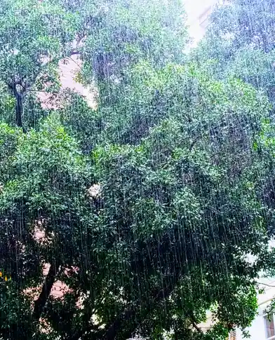 A photo of heavy rain falling vertically over lush green trees with glimpses of buildings behind them, overlaid with the…