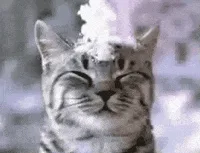Current Vibes of Team Pinecone
