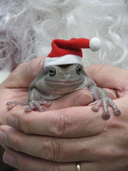 A small, gray tree frog wearing a tiny red and white Santa hat sits calmly in a person's cupped hands. Behind the frog, a…