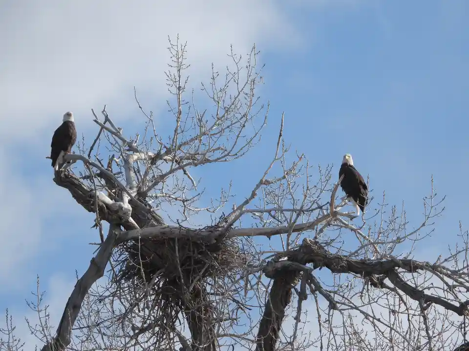 1-2-25: The Eagle, the Duck, and the Goose