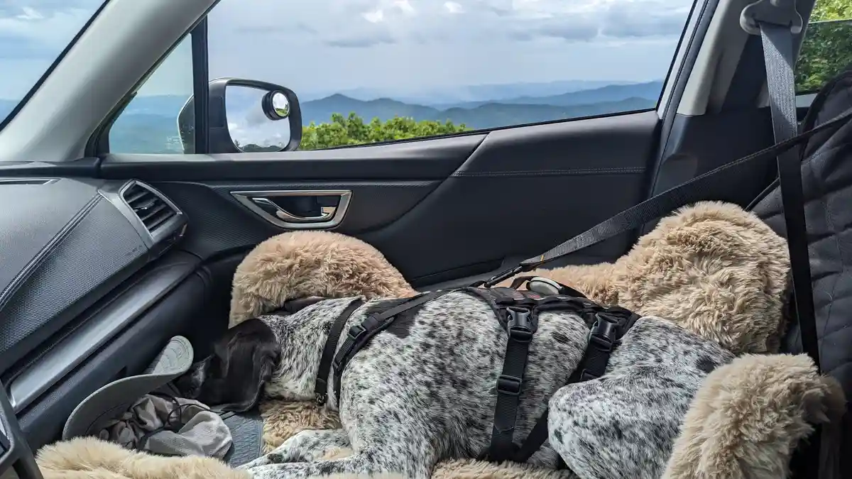 Inside a car with a scenic mountain view through the window, a spotted dog wearing a harness is sleeping on a blanket…