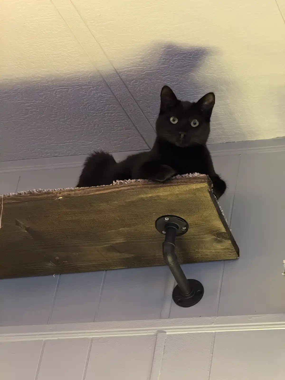 A black cat with wide, startled eyes is lying on a wooden shelf mounted to a wall with industrial-style pipe brackets. The…