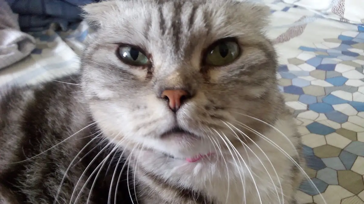Another cute cat sighting