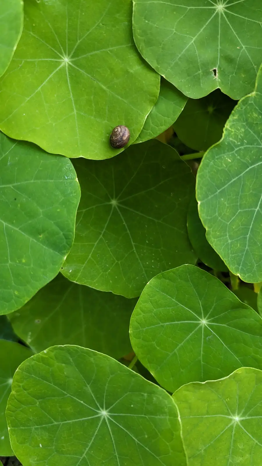 A small snail shell rests on a vibrant green leaf among many similar leaves, with overlaid text reading 'i'm not lazy, i'm…