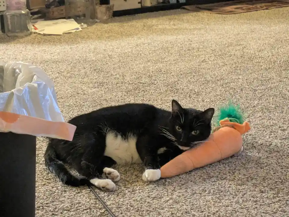 A black and white cat lies on a beige carpet next to a plush carrot toy, looking directly at the camera with a skeptical…