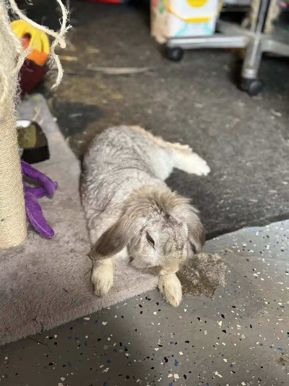 A gray lop-eared rabbit lies curled up on a gray rug on a speckled floor, appearing very sleepy or lazy. Its eyes are…