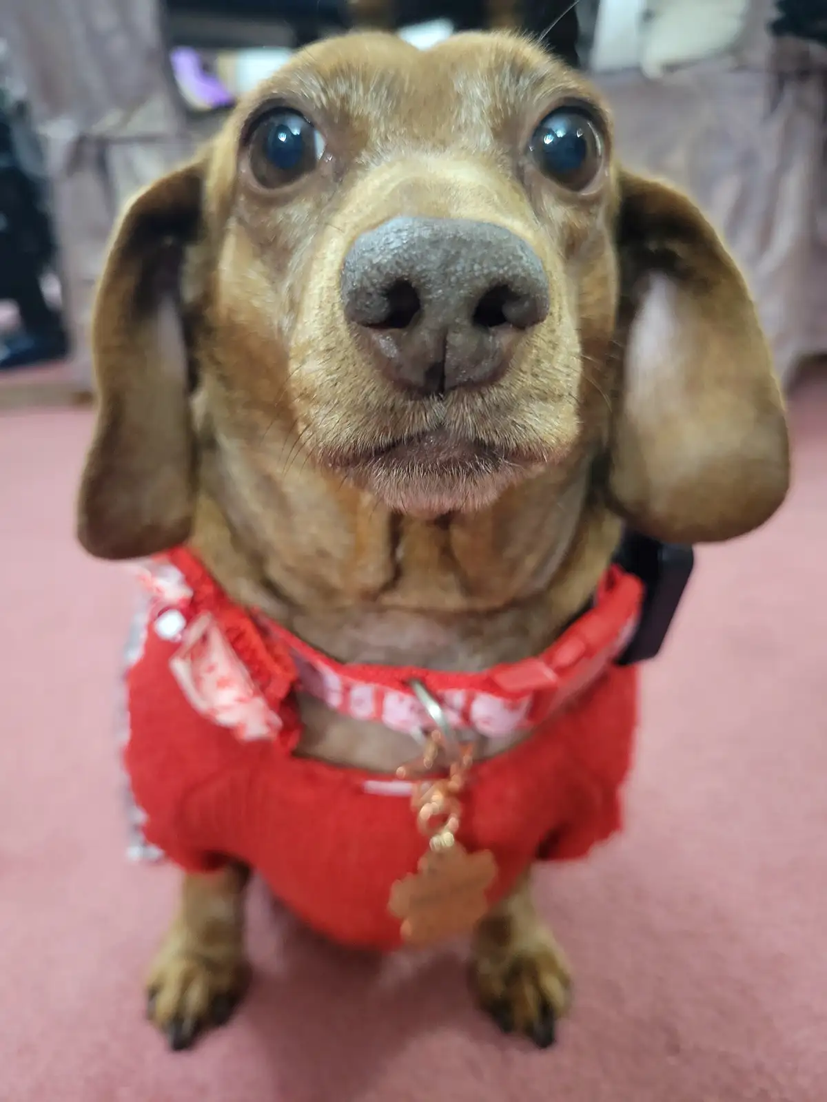 A close-up photo of a brown dachshund with large, expressive eyes looking directly at the camera, wearing a red outfit with…