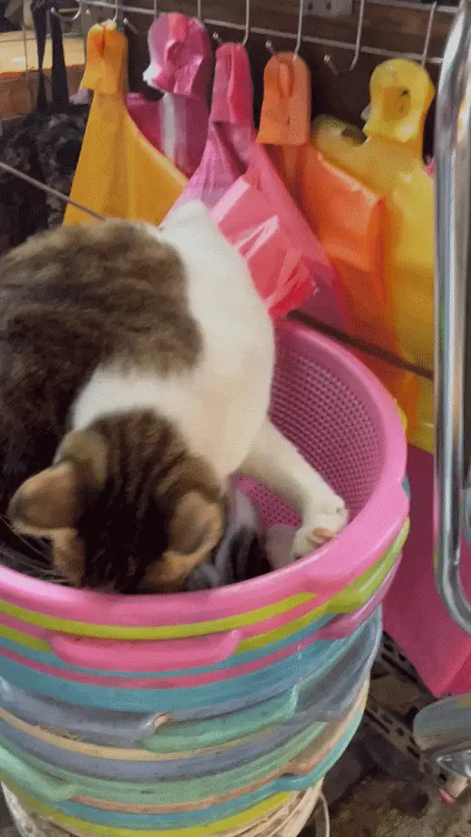 A brown and white cat is shown in a stack of colorful plastic baskets, appearing to be sleeping or resting its head inside…