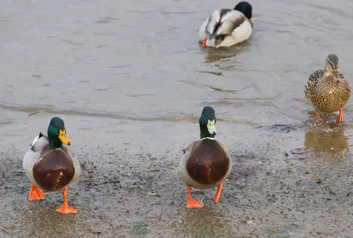 Quaint ducks enjoying life in Rochdale!