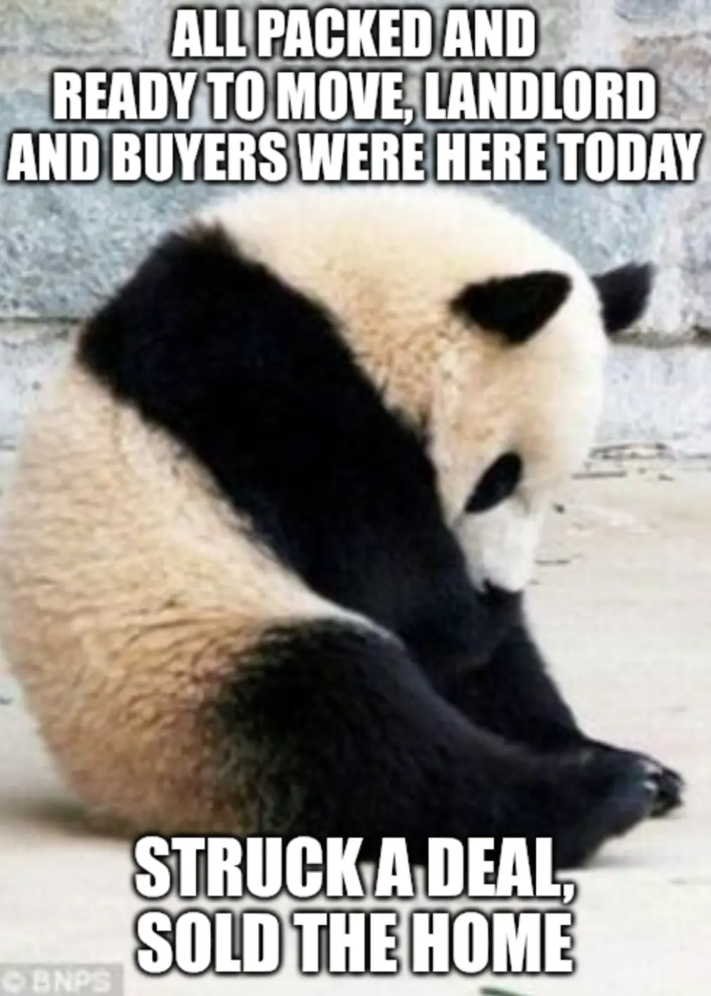 A panda sits curled up on a concrete surface, looking downcast with its head bowed. White bold text at the top reads 'ALL…