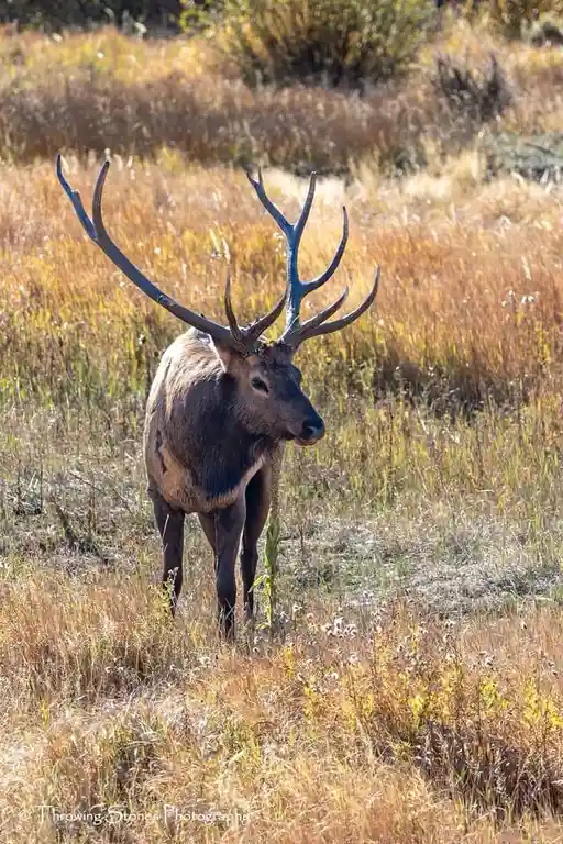 Majestic Elk: Nature's Graceful Giants