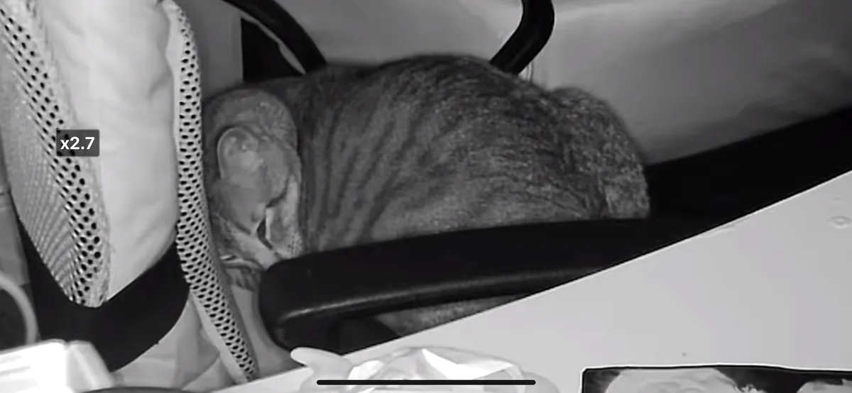 The Adorable Cat Chronicles