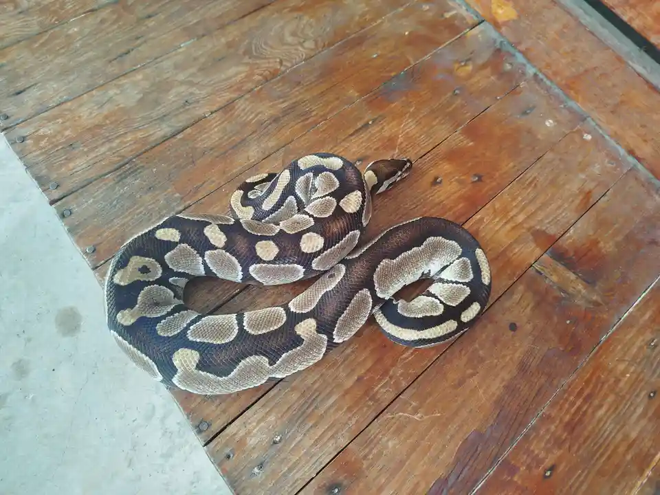 A large, patterned ball python rests coiled on a weathered wooden floor, its body forming loops and curves. The snake's…