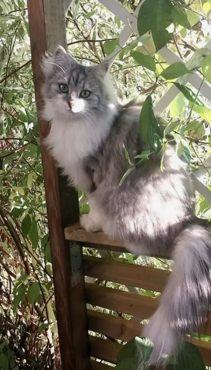 A fluffy, long-haired gray and white cat with green eyes sits regally on a wooden slatted structure surrounded by green…