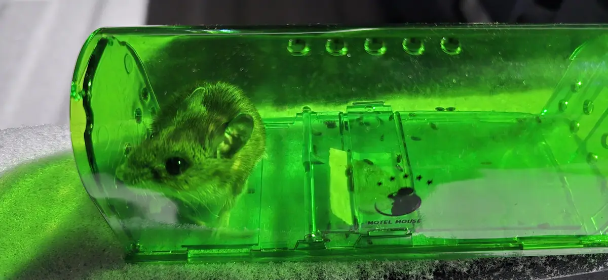 A small mouse is trapped inside a translucent green plastic mouse trap labeled 'MOTEL MOUSE'. The trap is illuminated with a…