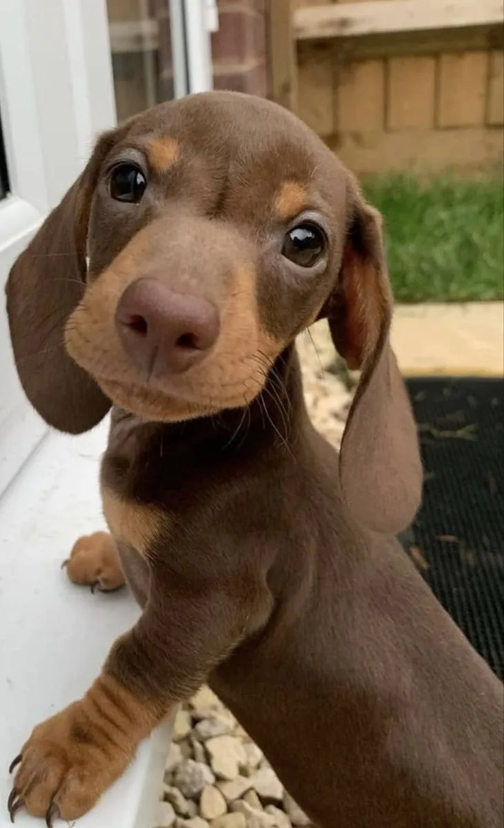 A close-up photo of a brown dachshund puppy with large, expressive eyes looking directly at the camera, one paw resting on a…